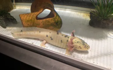ウーパールーパー