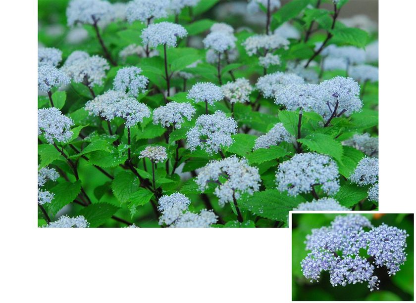 六甲高山植物園 梅雨を彩る優しい香り
六甲山自生 コアジサイの花が見頃です