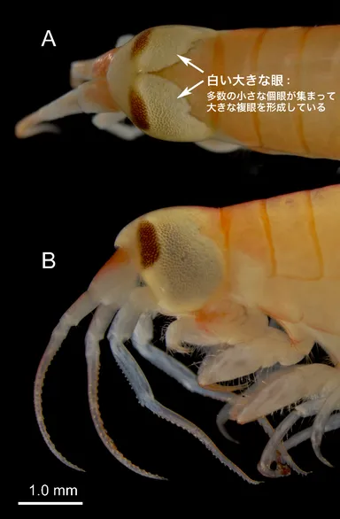 図2. オオメダマヨコエビの頭部(固定標本) A. 背面：巨大な左右の眼が背部で接している B. 側面：眼が頭部ほとんどを覆っている 出版社の許可を得て、当該論文から転載