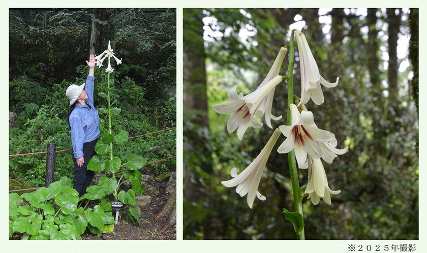 六甲高山植物園 まもなく開花!
巨大な ヒマラヤウバユリ
