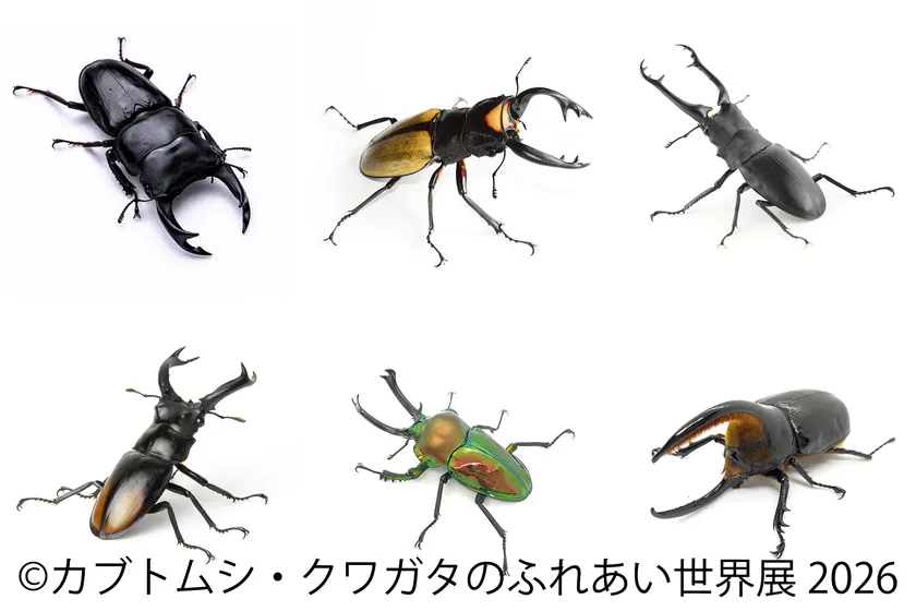 世界のレア昆虫が大集結