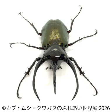 コーカサスオオカブト