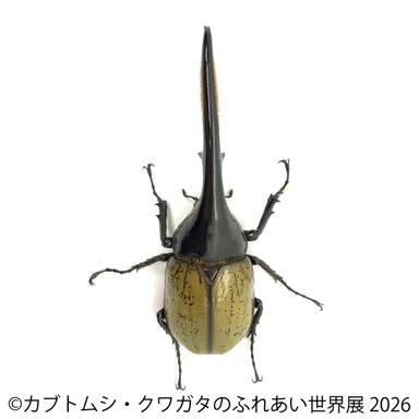 ヘラクレス(2)