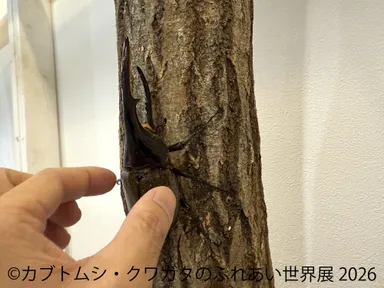 ふれあい体験(1)