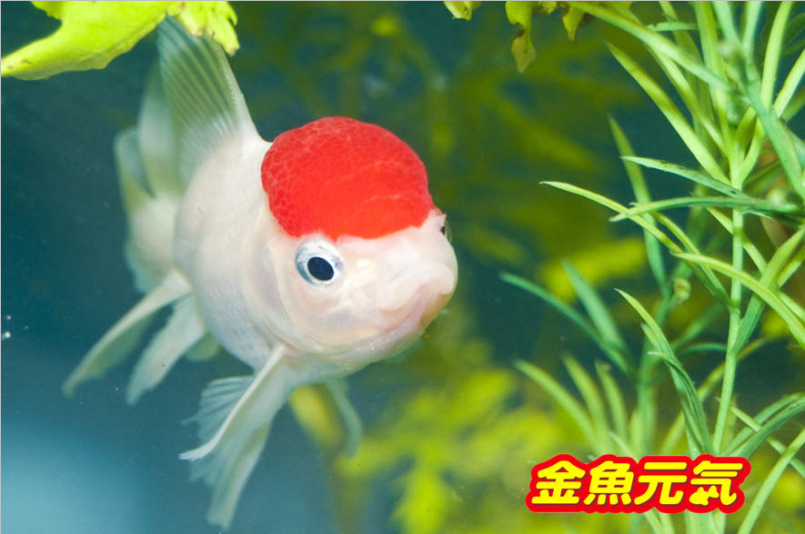 日本の文化“金魚”の思い出を五・七・五で！第3回『金魚川柳』6月10日 