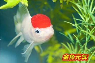 かわいい金魚