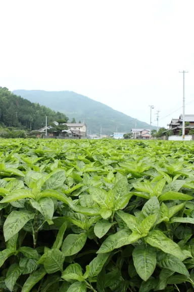 藍の畑　2014年夏
