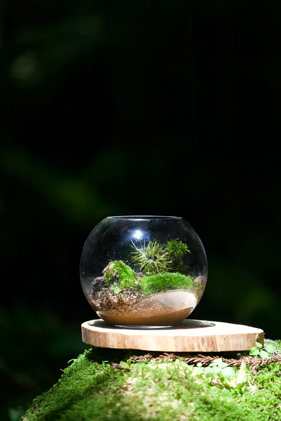 ガイドと共に「苔リウム・アート」作りを楽しめます