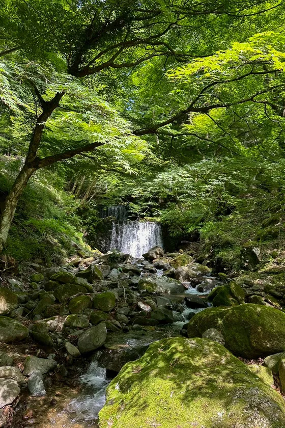 フィールドは「苔リウム」の素材とヒントに溢れています