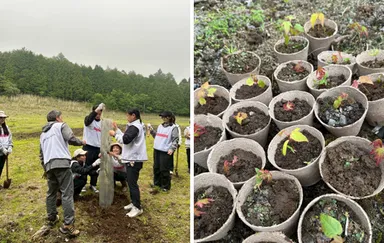 苗木植え、実生