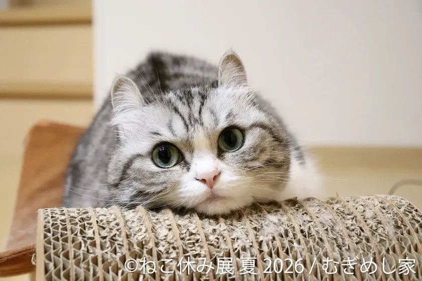 展示作品:むぎめし家