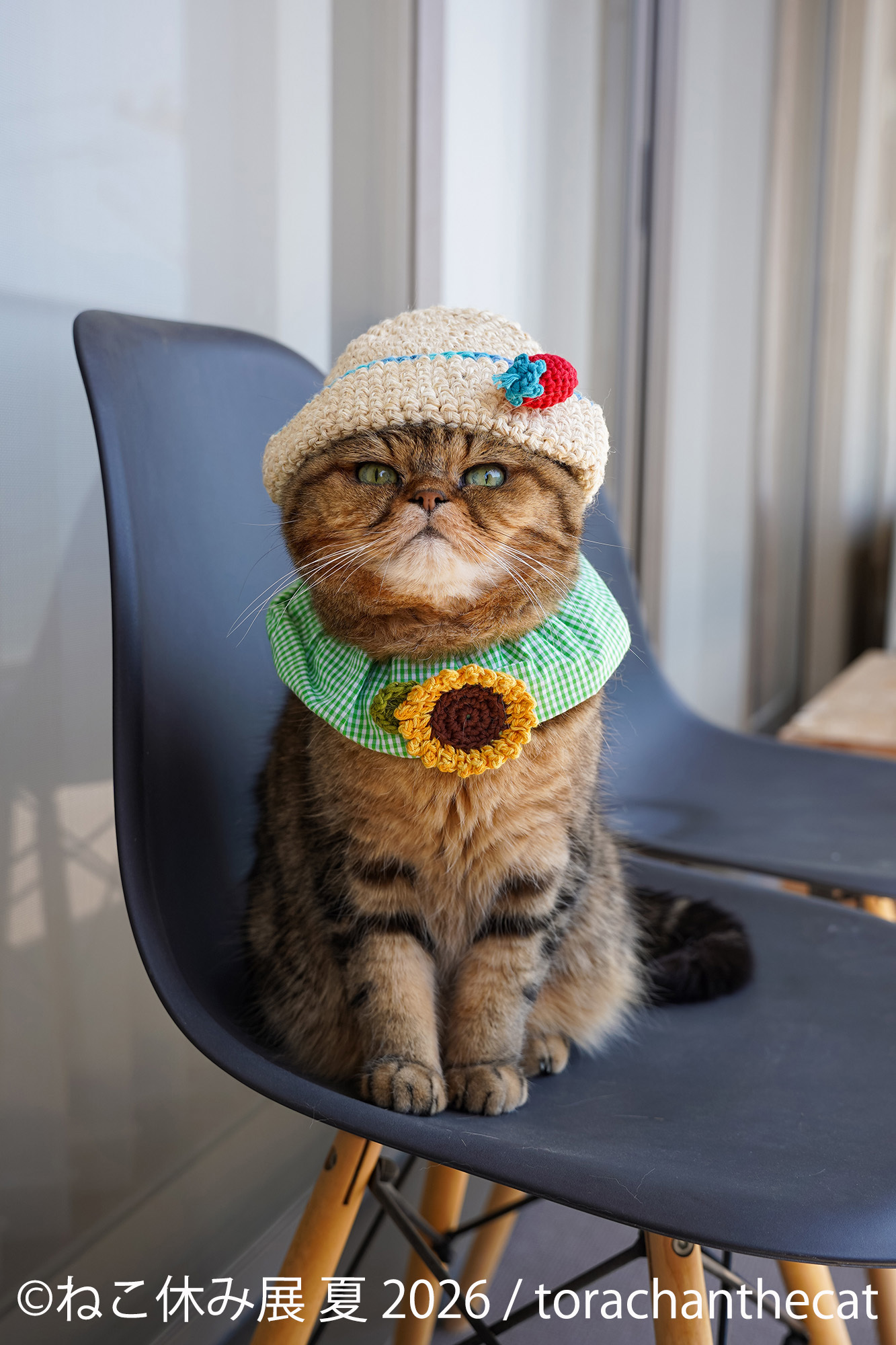 猫まみれ”で癒される！人気スター猫の新作＆限定グッズが集結 200万人