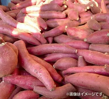 さつまいも詰め放題(10/18(日)～計2回)