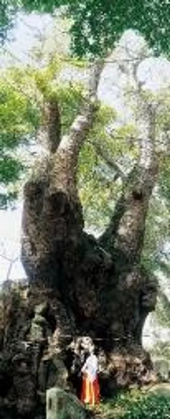 來宮神社の大楠