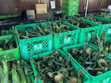 軒先テント市とうもろこし直売会