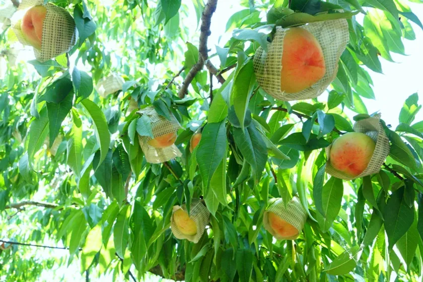 光農園
