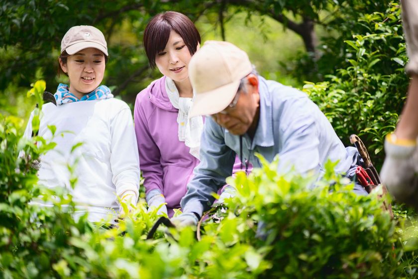 生産者の平均年齢75歳 後継者ほぼゼロ　
消えゆく阿波晩茶　若者の収穫体験5年で4倍　
阿波晩茶 収穫体験ツアー7/24～26開催