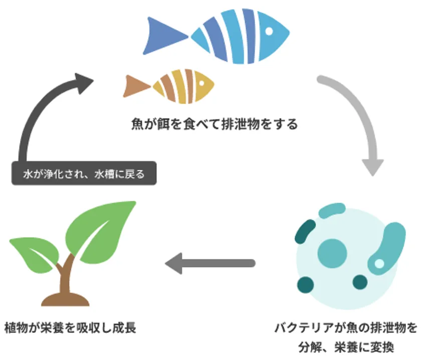 ・アクアポニックスの循環イメージ:魚の排泄物をバクテリアが分解し、植物が栄養として吸収。浄化された水が水槽へ戻る循環型の生産モデルです。