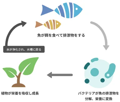 ・アクアポニックスの循環イメージ：魚の排泄物をバクテリアが分解し、植物が栄養として吸収。浄化された水が水槽へ戻る循環型の生産モデルです。