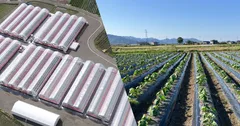 実証候補のイチゴハウス(左)、里いも畑(右)