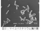 図2：マイコバクテリウム属の菌