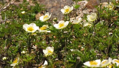 チングルマ（バラ科）