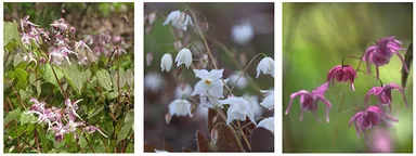 イカリソウ（メギ科）