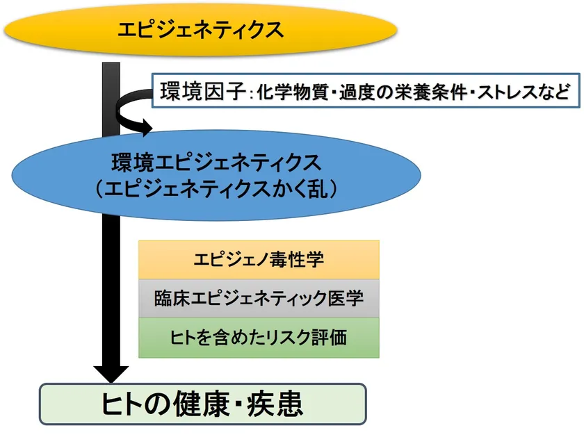 環境エピジェネティクス概念図
