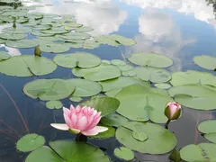 夏スイレン
