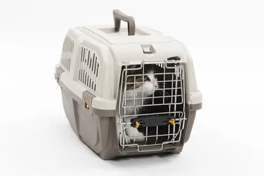 もちろん猫ちゃんにも