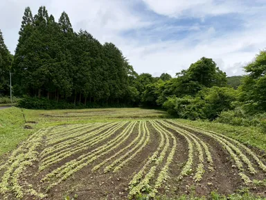 畑