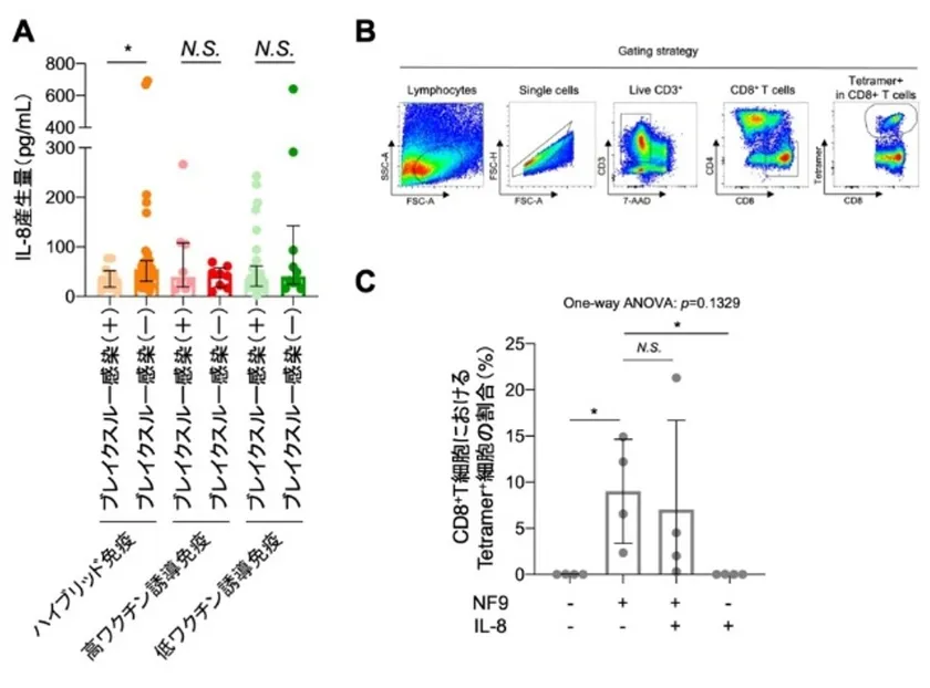 図2 血中サイトカイン・ケモカイン解析とSARS-CoV-2特異的CD8+T細胞誘導に対するIL-8の影響