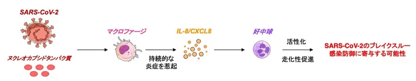 図4 SARS-CoV-2ブレイクスルー感染を防ぐための、 IL-8を介した好中球活性化のメカニズム