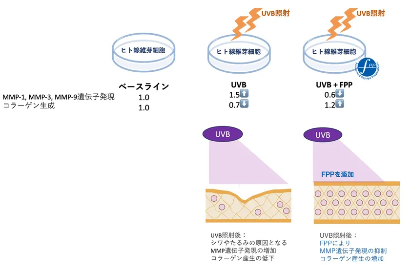 図3　紫外線照射後のヒト皮膚線維芽細胞におけるFPPの効果(ベースラインからの変化)