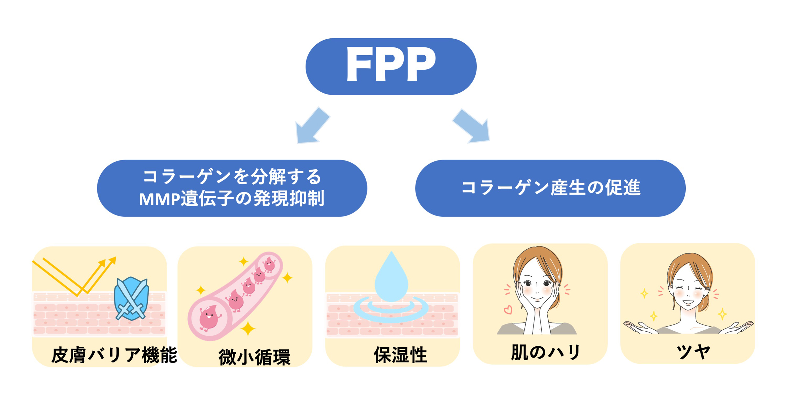 図1　FPPによる皮膚機能改善効果
