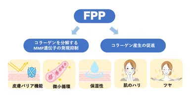 図1　FPPによる皮膚機能改善効果