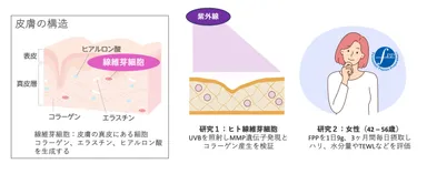 図2　皮膚の構造と本研究の概要