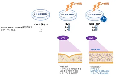 図3　紫外線照射後のヒト皮膚線維芽細胞におけるFPPの効果(ベースラインからの変化)