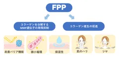 図1　FPPによる皮膚機能改善効果