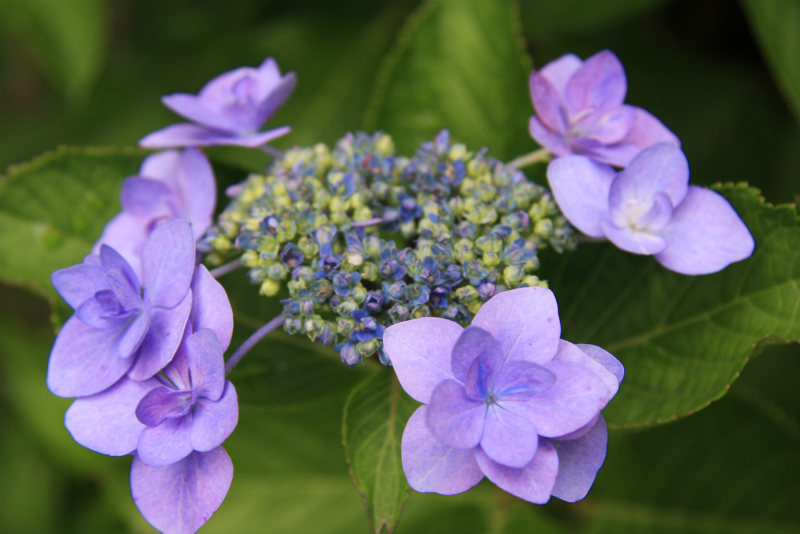 伊豆四季の花公園 第9回 城ヶ崎あじさいまつり を5月30日 6月28日に開催 伊豆シャボテン公園グループのプレスリリース