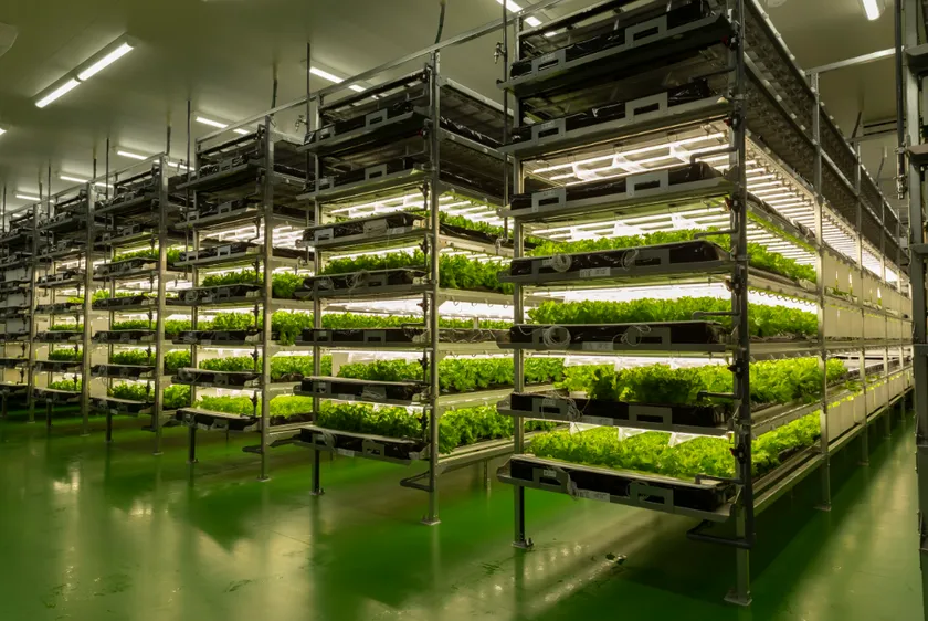 水耕栽培プールを用いた植物工場