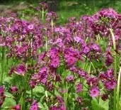 クリンソウ 5月10日の様子