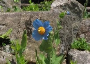 メコノプシス・ベトニキフォリア（屋外）5月10日の様子