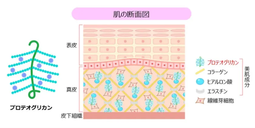 肌の断面図
