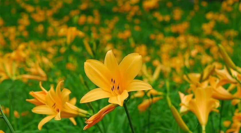 六甲高山植物園 一面に広がる黄色の花畑
約2,000株の「ニッコウキスゲ」が見頃です！