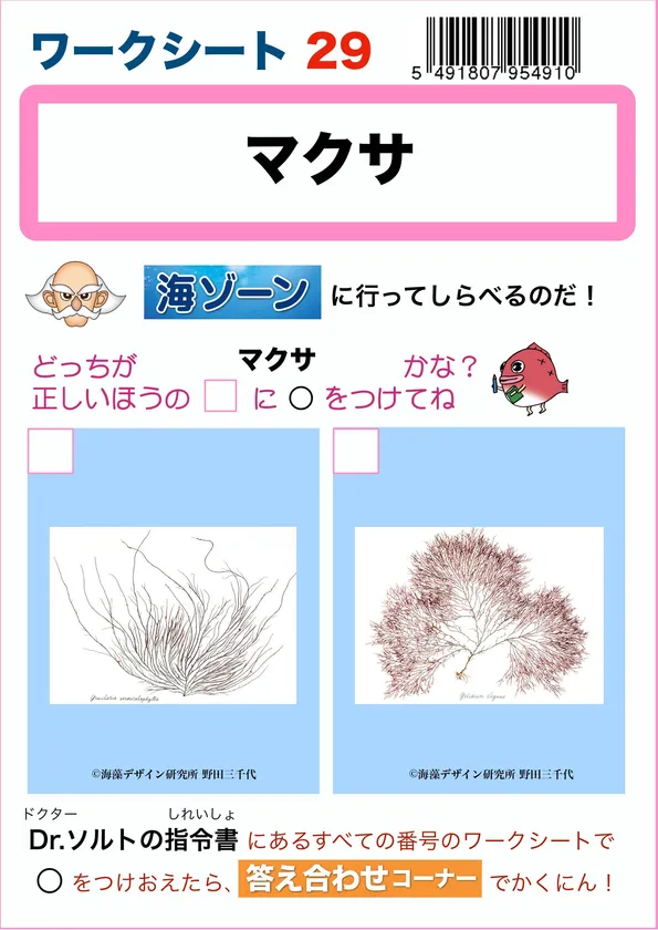 Photo_07 「ワークシート」例)マクサ ※ワークシートに載っている海の中での姿(生き物としての姿)のどちらが正解か、標本・模型で調べて回答します。