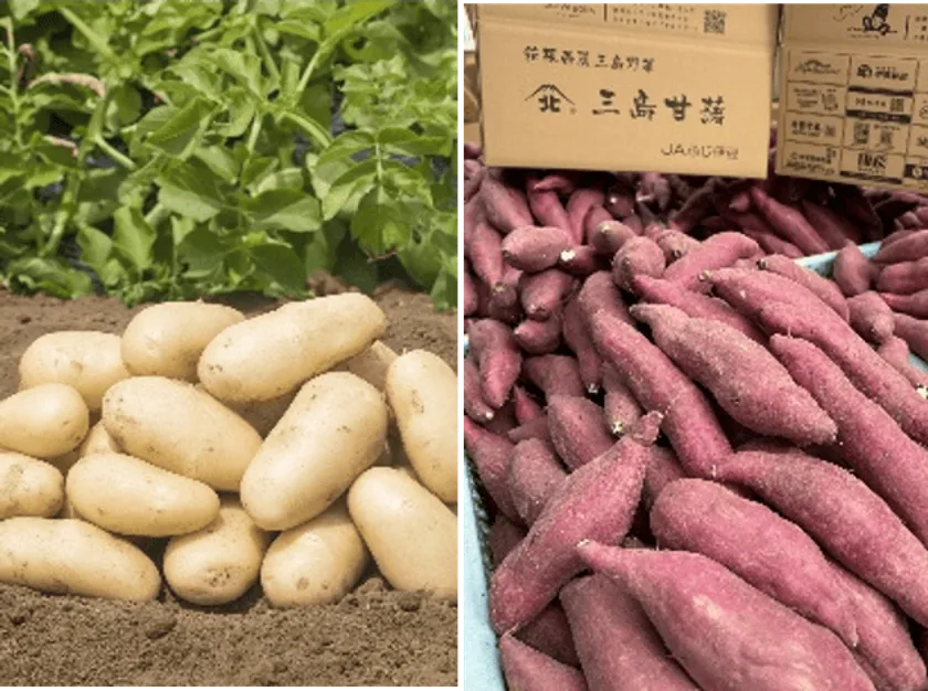この地ならではの風土が育む 高品質な箱根西麓三島野菜