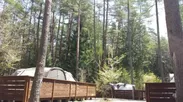 FOREST CAMP 