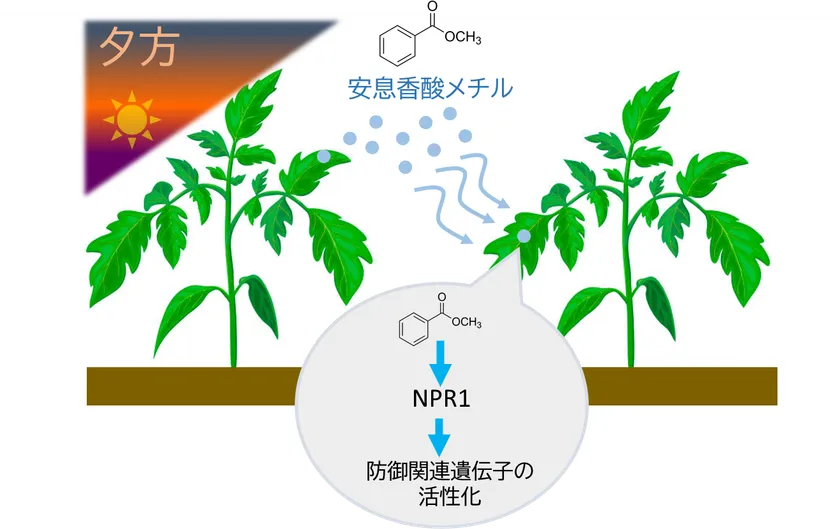 図1.本研究の概要 MBは夕方から夜にかけて植物から多く放出され、この香りを受け取った植物では防御遺伝子が活性化される。また、その応答は植物免疫の中心制御因子であるNPR1を必要とする一方、従来知られているMeSAとは異なる特徴を示す。