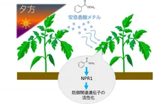 図1．本研究の概要　MBは夕方から夜にかけて植物から多く放出され、この香りを受け取った植物では防御遺伝子が活性化される。また、その応答は植物免疫の中心制御因子であるNPR1を必要とする一方、従来知られているMeSAとは異なる特徴を示す。